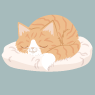 Orange cat 2