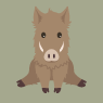 Boar