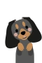 Dachshund