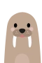 Walrus