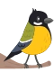 Great Tit
