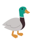 Mallard