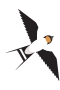 Swallow