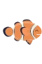 Clownfish
