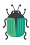 Beetle