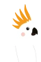 Cockatoo