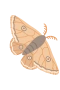 Moth