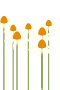 White Coneflower