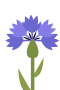 Cornflower