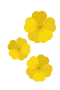 Buttercups