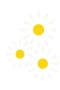 Oxeye Daisies
