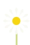 Oxeye Daisy