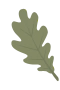 Oak Leaf