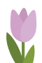 Purple tulip