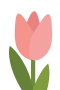 Pink tulip