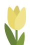 Yellow tulip