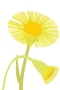 Coltsfoot