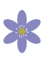 Hepatica