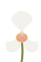 White orchid