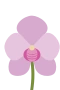 Purple orchid