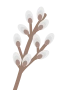 Willow catkin