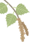 Birch tree