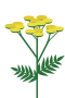 Tansy