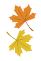 Autumn leaves