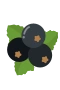 Blackcurrant