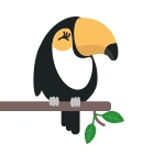 Toucan