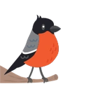 Bullfinch