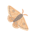 Moth