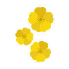 Buttercups