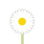 Oxeye Daisy