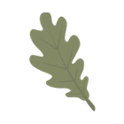 Oak Leaf