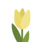 Yellow tulip