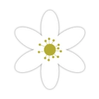 Wood anemone