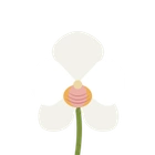 White orchid